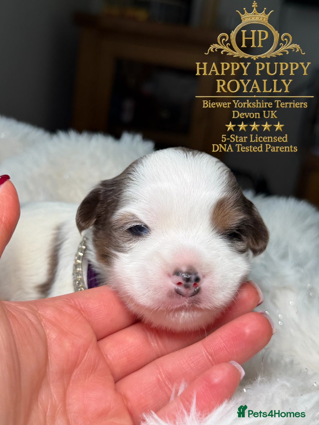 Yorkshire Terrier dogs for sale: BIEWER YORKIE PUPPIES 4 Available Licensed Breeder - Advert 9