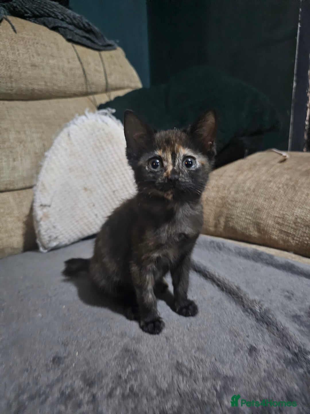 Mixed Breed cats for sale: Adorable kittens for sale - Advert 11