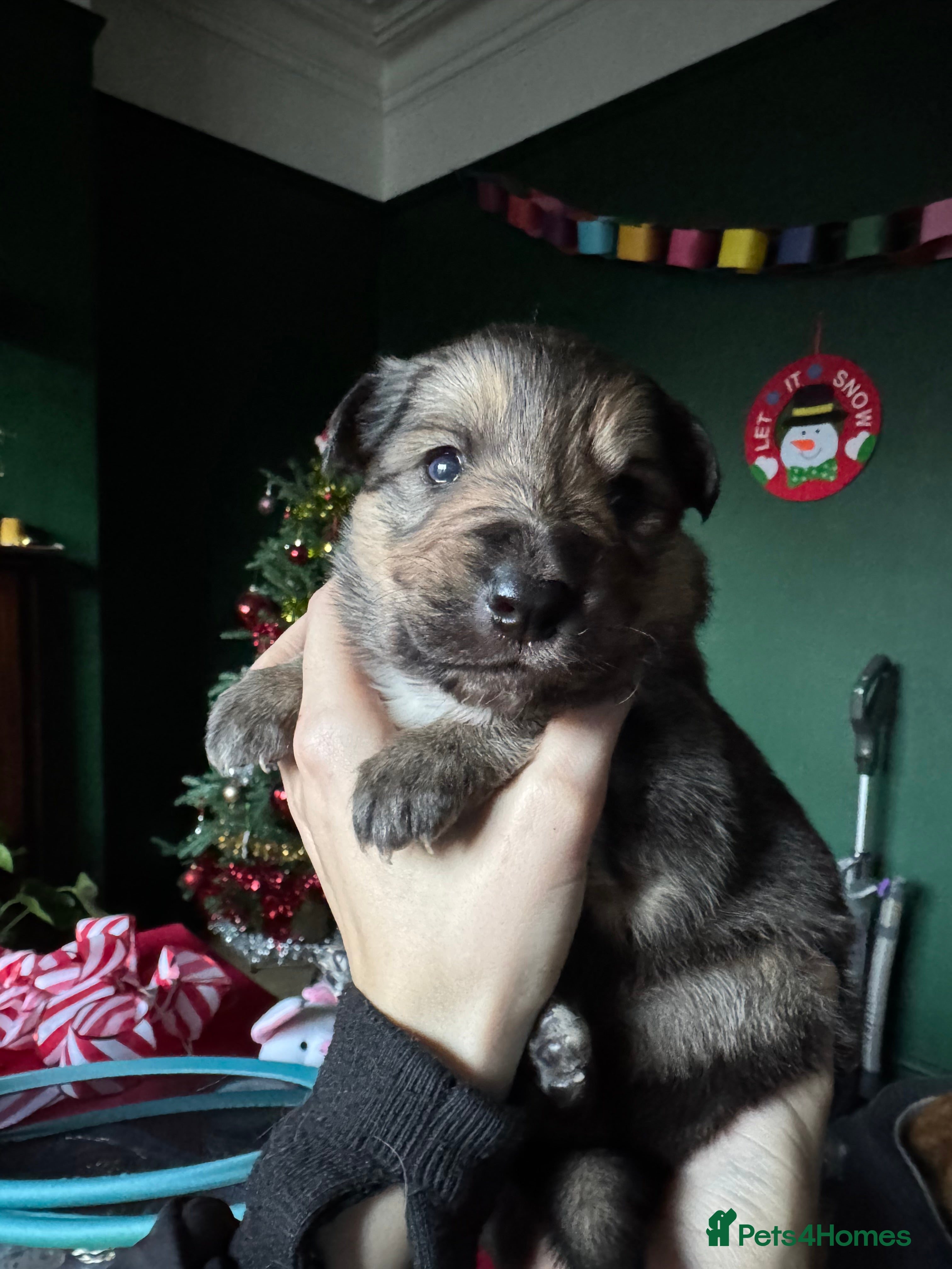 Mixed Breed dogs Shollie Pup - Advert 4