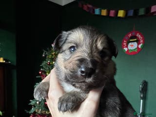 Mixed Breed dogs Shollie Pup - Advert 2