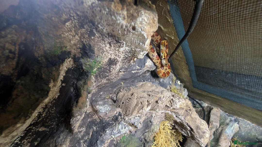 Corn Snake reptiles for sale: Corn snake with enclosure - Advert 4