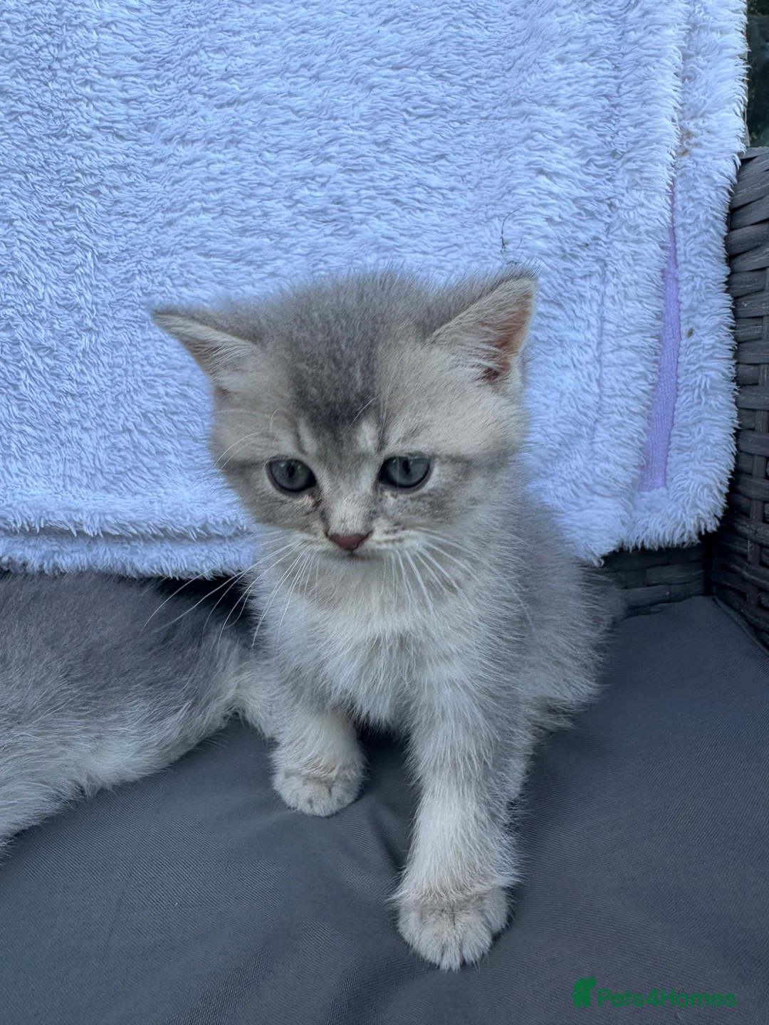 Scottish Fold cats for sale: 2 Grey Scottish Straight Kittens in London - Advert 2