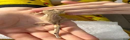 Gecko reptiles for sale: Various Crested Gecko Babies - Advert 16