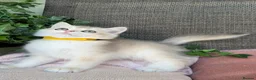 British Shorthair cats for sale: British Shorthair golden kittens GCCF  - Advert 18