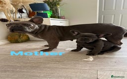 French Bulldog dogs for sale: 💔 Looking for a New Home - Image 7