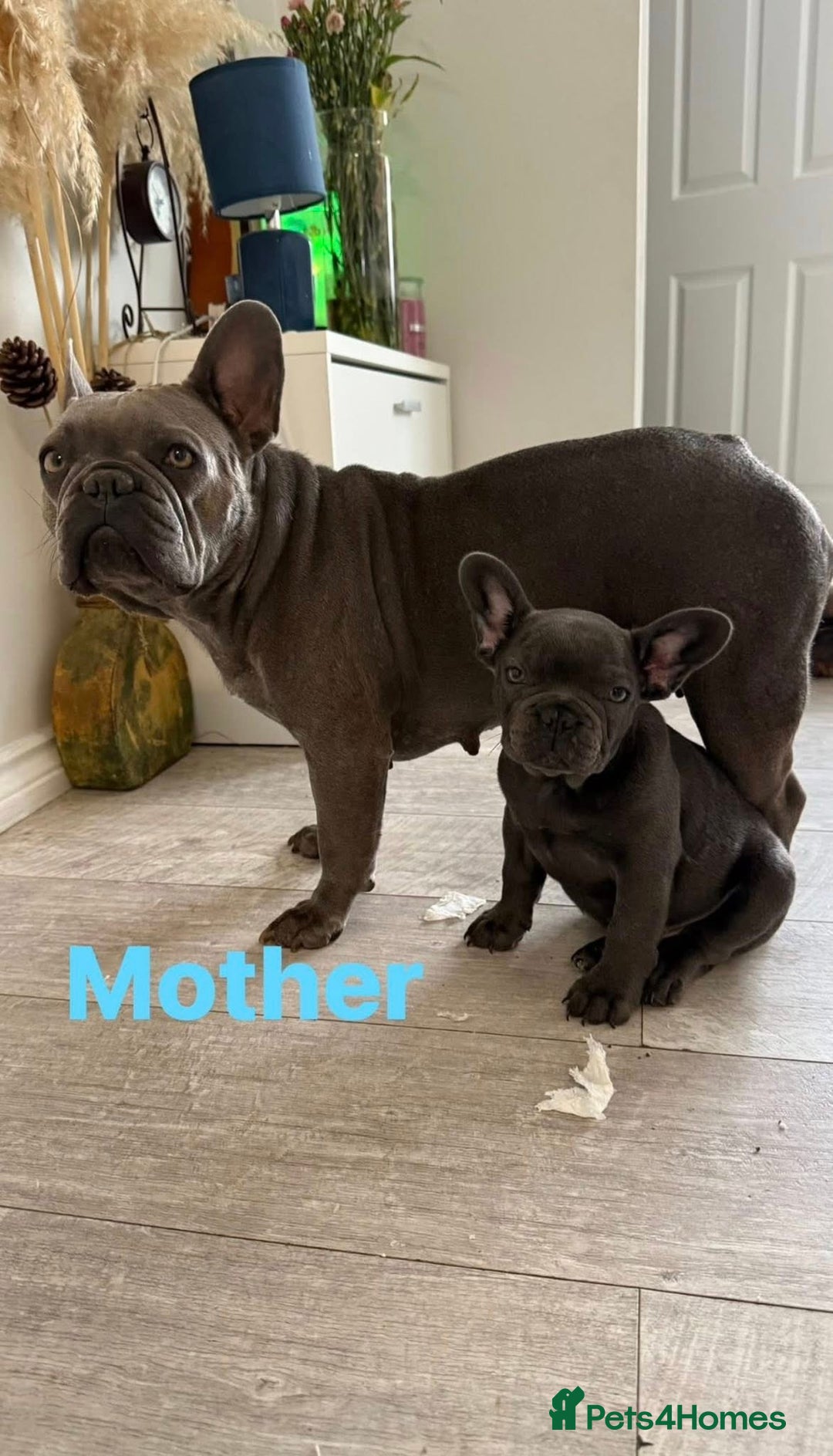 French Bulldog dogs for sale: 💔 Looking for a New Home - Image 7