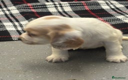 Cocker Spaniel dogs for sale: Adorable Show type cocker spaniel puppy’s  - Image 20