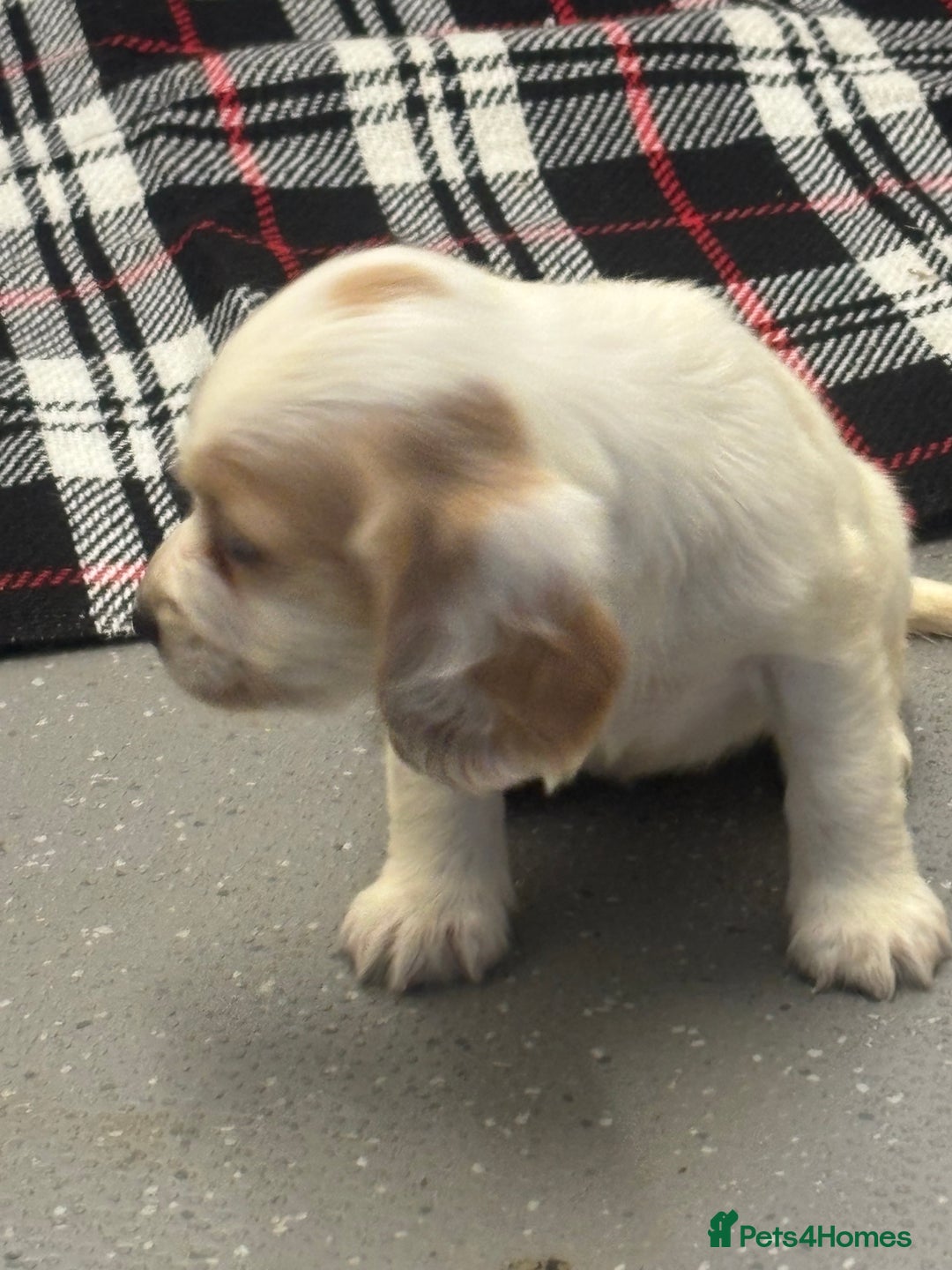 Cocker Spaniel dogs for sale: Adorable Show type cocker spaniel puppy’s  - Image 20