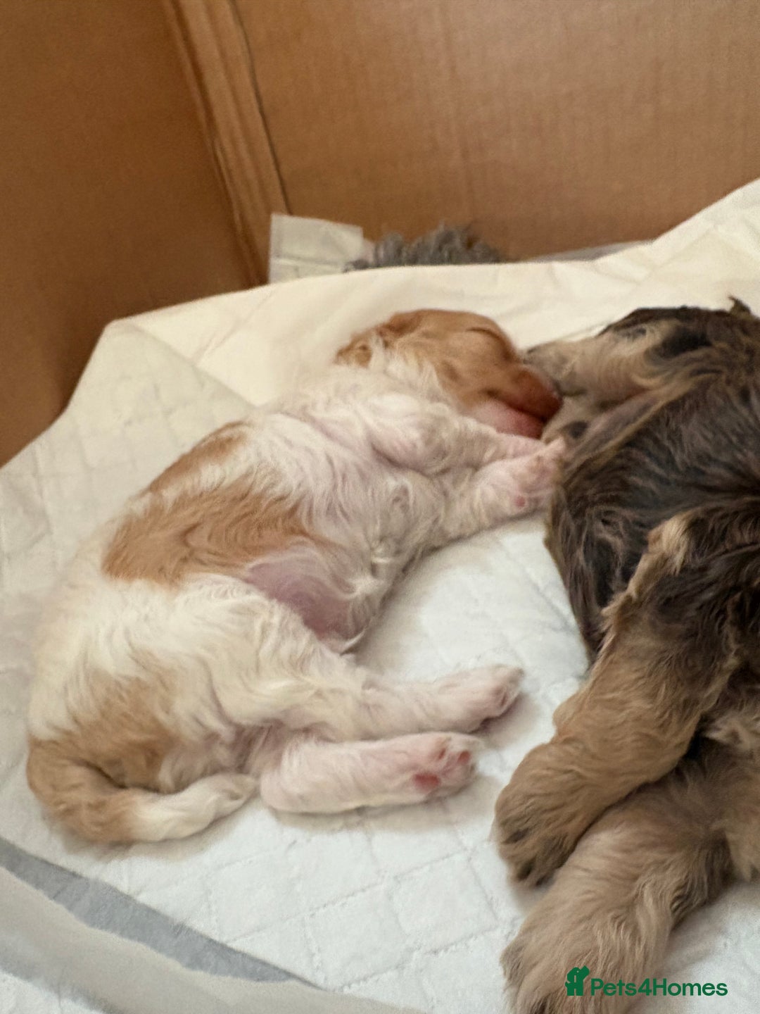 Cockapoo dogs for sale: Cockerpoo puppies for sale  - Advert 16