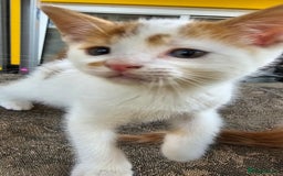 Mixed Breed cats for sale: Beautiful kittens for sale - Image 5