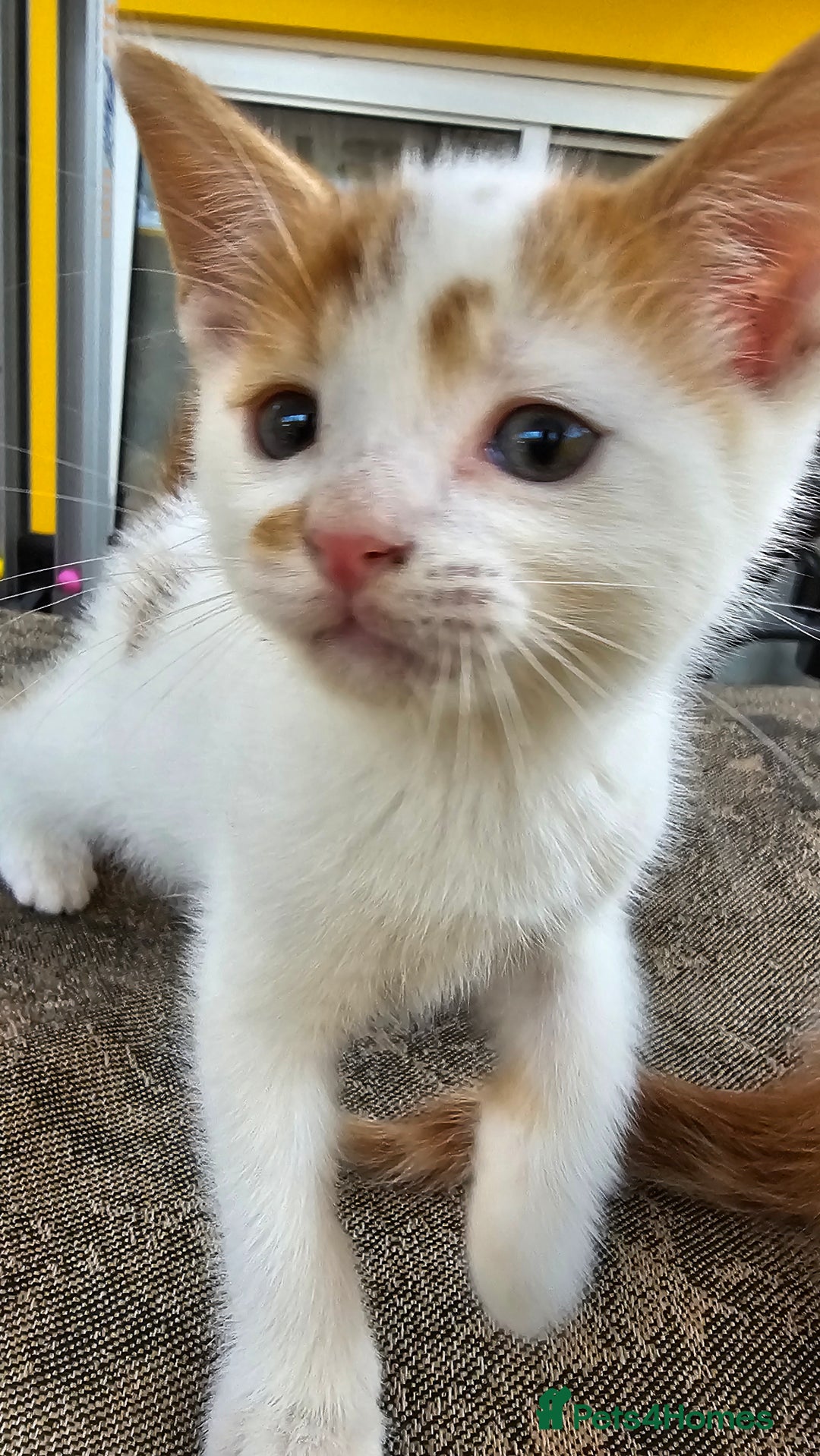 Mixed Breed cats for sale: Beautiful kittens for sale - Image 5
