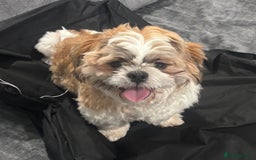 Shih Tzu dogs for stud: Beautiful male shih tzu for stud  - Image 1