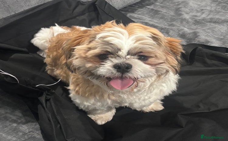 Shih Tzu dogs - Advert 1