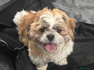 Shih Tzu dogs Beautiful male shih tzu - Advert 1