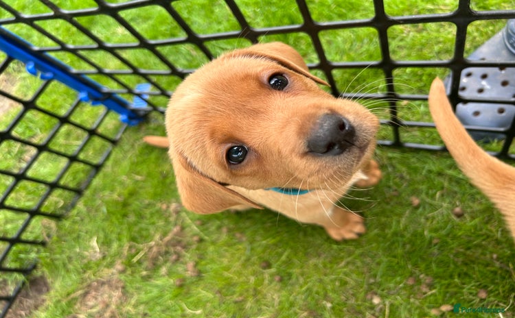 Labrador Retriever dogs - Advert 13