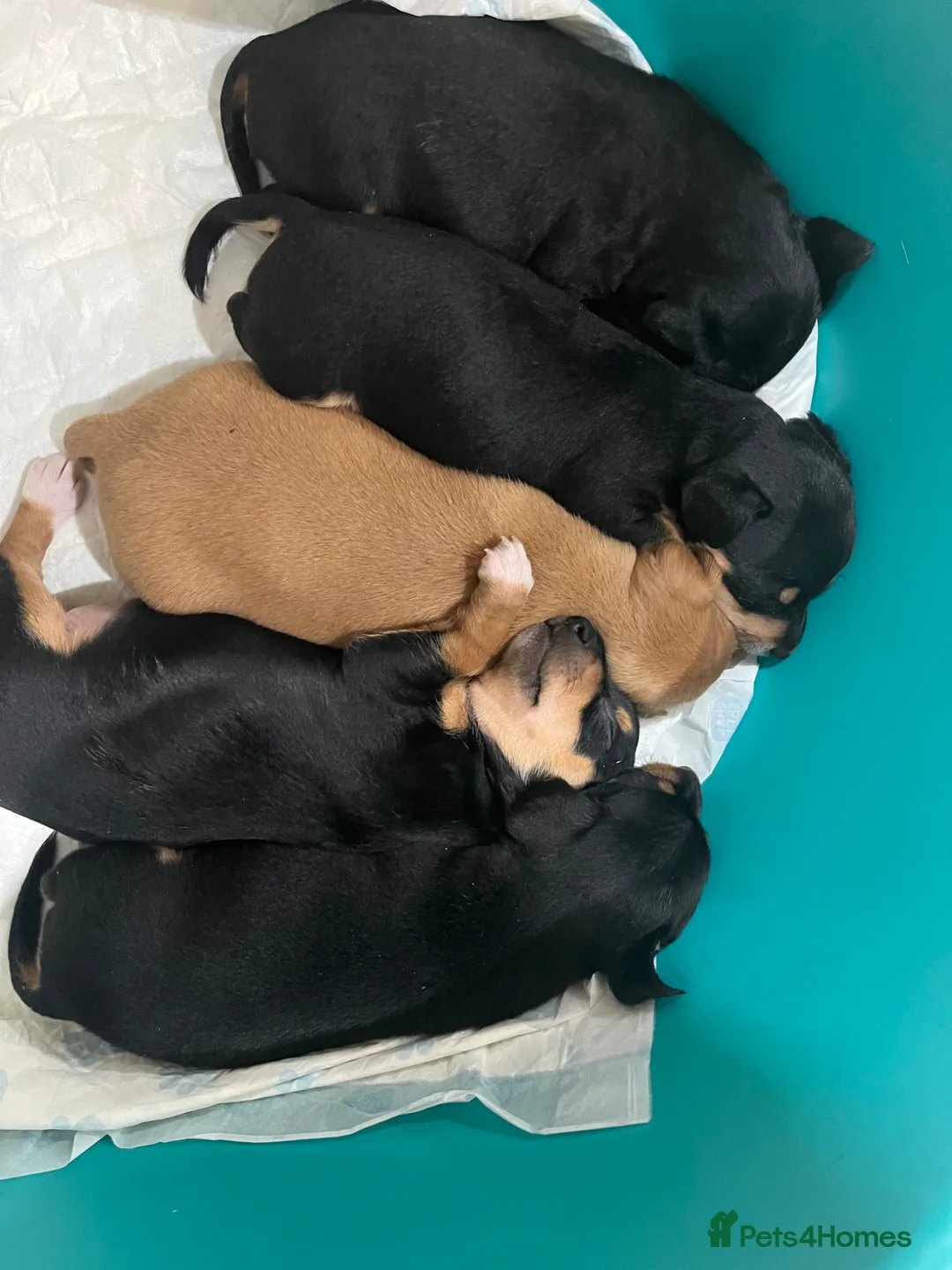 Miniature Pinscher dogs for sale: Beautiful  pinchers pups - Advert 2