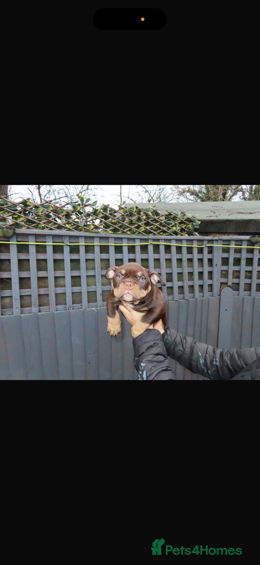 American Bully dogs for sale: American bullies  - Advert 7