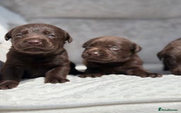 Labrador Retriever dogs for sale: Stunning chocolate Labrador’s with silver jeans  - Image 18