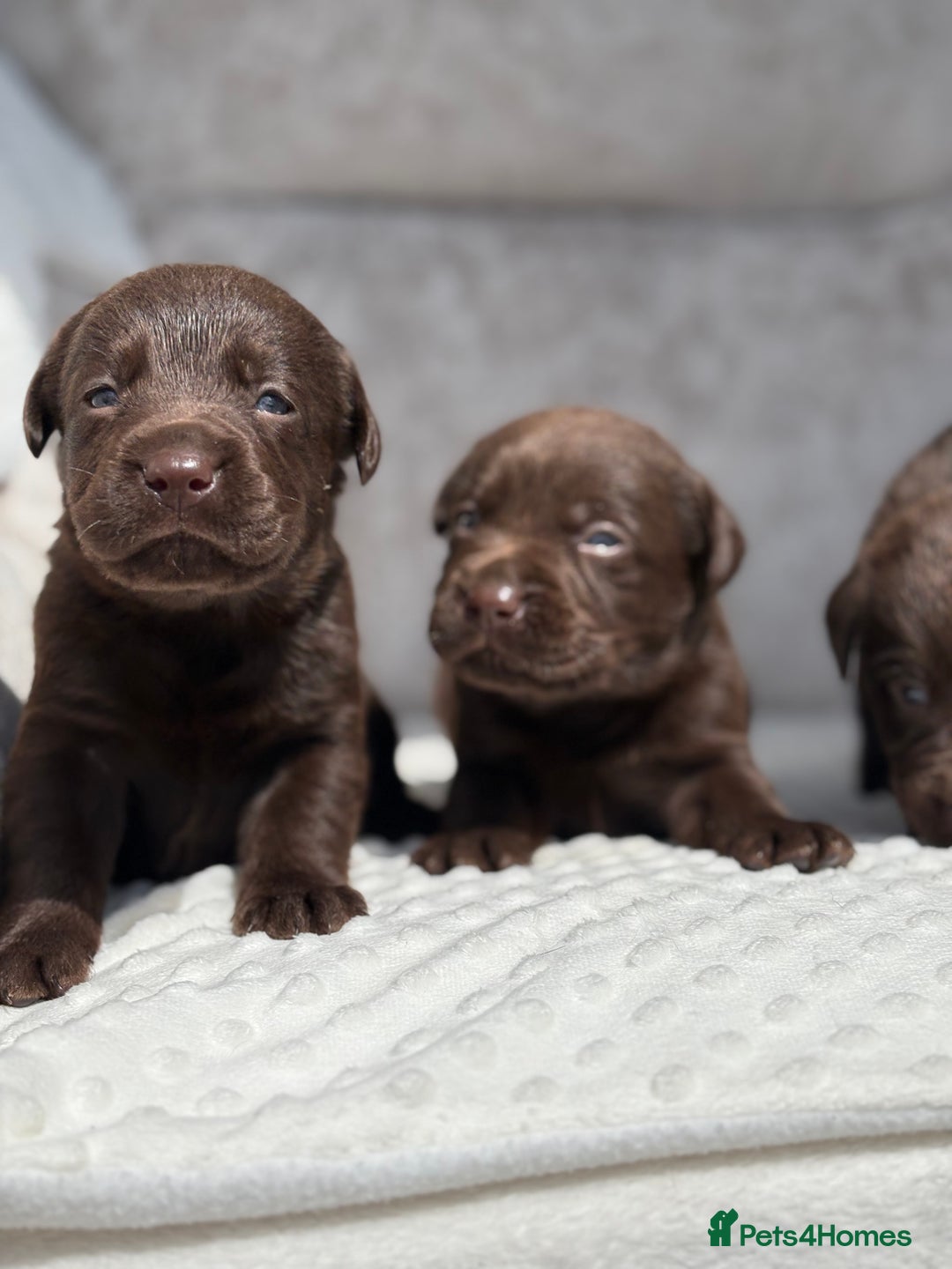 Labrador Retriever dogs for sale: Stunning chocolate Labrador’s with silver jeans  - Image 18
