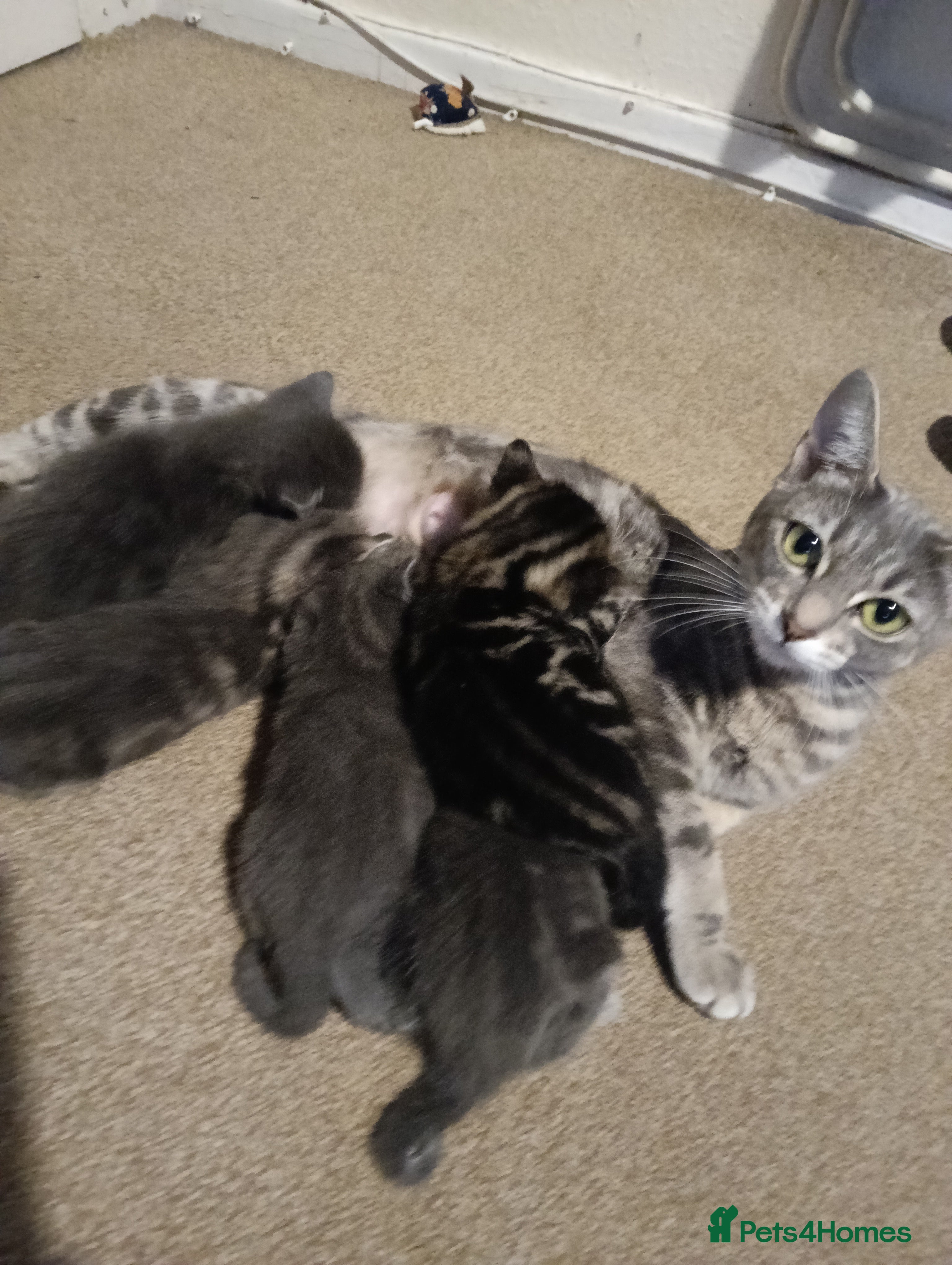 Mixed Breed cats Beautiful grey/tabby kittens - Advert 1