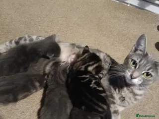 Mixed Breed cats Beautiful grey/tabby kittens - Advert 1