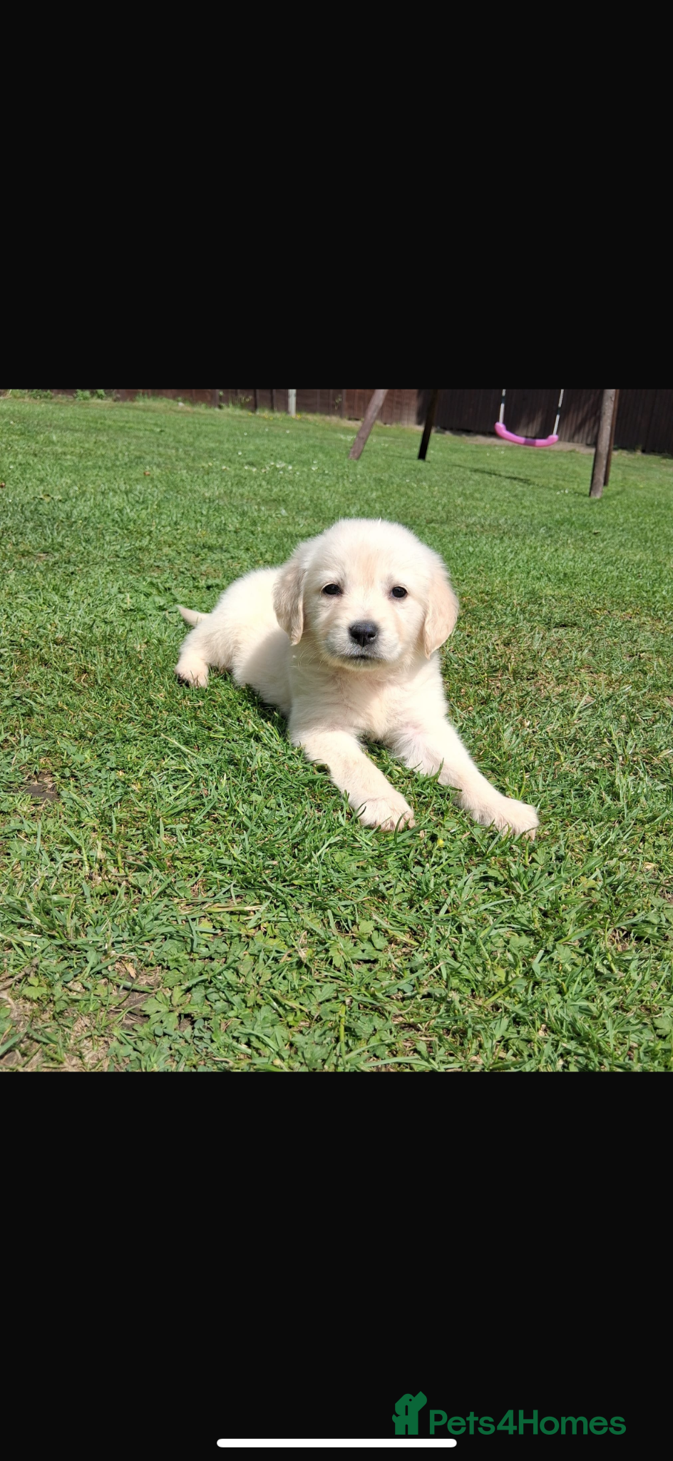 Golden Retriever dogs for sale: Golden retriever puppy’s  - Advert 10