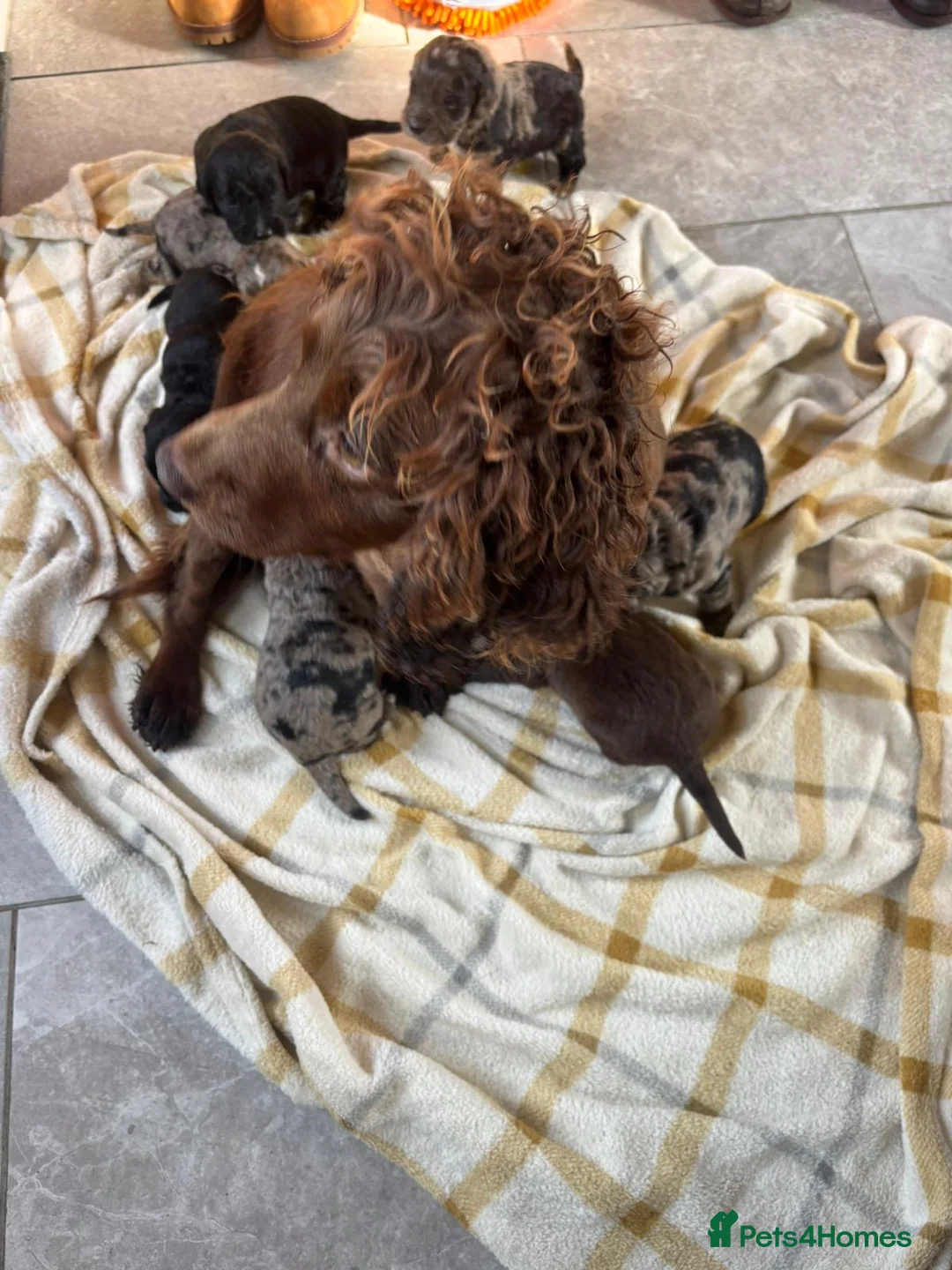 Cocker Spaniel dogs for sale: COCKER SPANIEL PUPS READYp - Advert 1