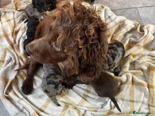 Cocker Spaniel dogs COCKER SPANIEL PUPS READYp - Advert 1