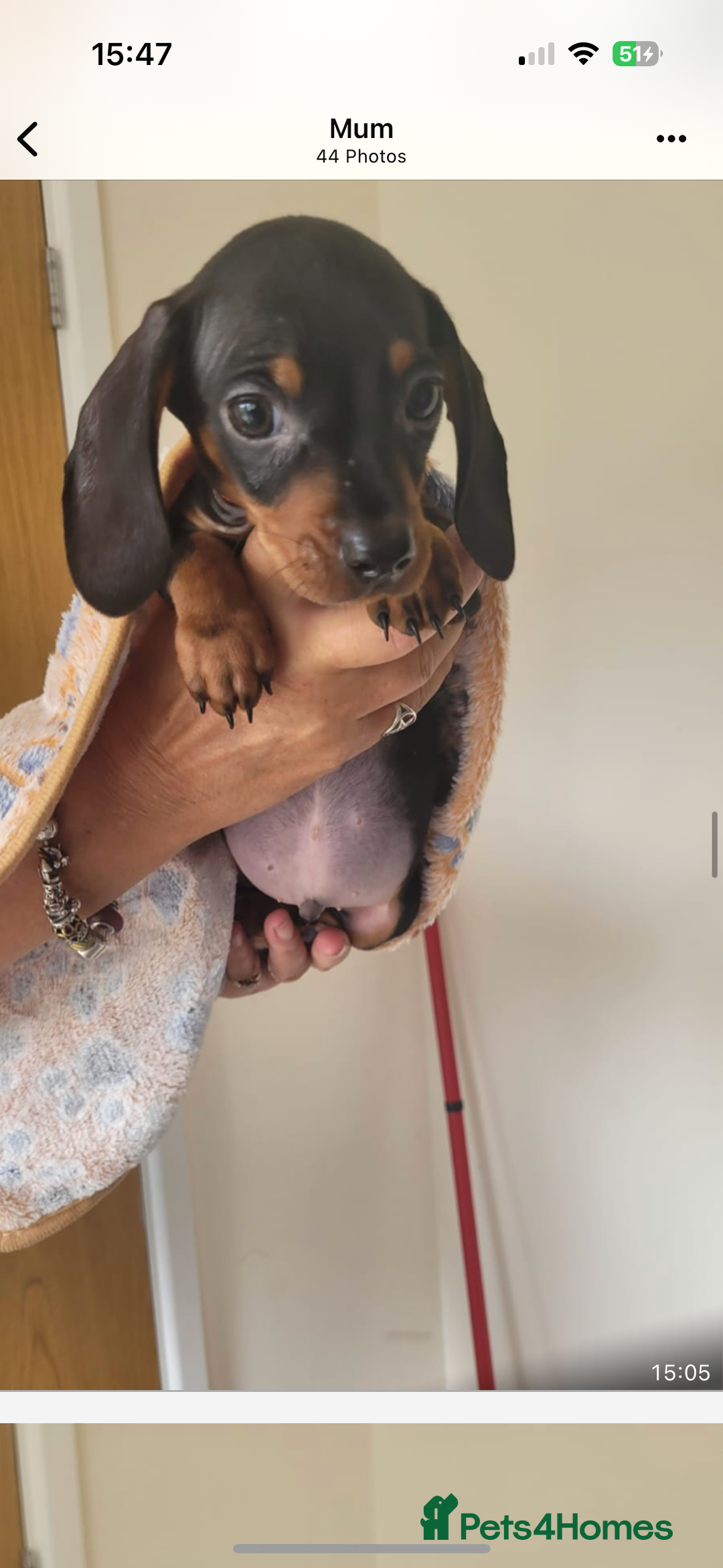 Miniature Dachshund dogs for sale: Gorgeous mini dachshunds ready to leave now - Image 11