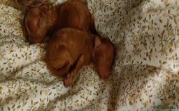 Miniature Poodle dogs for sale: ✨ Miniature Poodle Puppies for Reservation! ✨   - Image 8