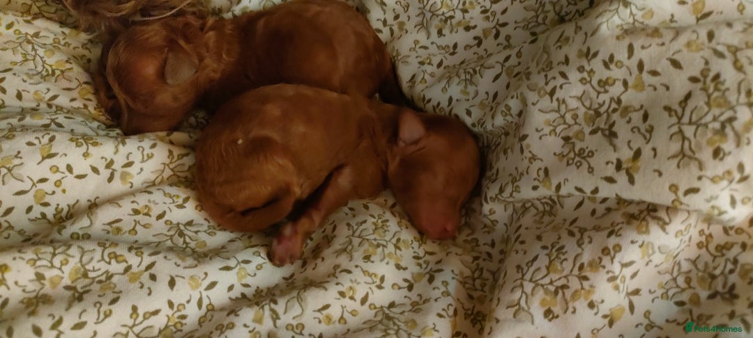 Miniature Poodle dogs for sale: ✨ Miniature Poodle Puppies for Reservation! ✨   - Image 8