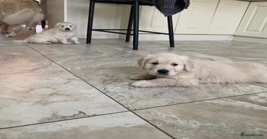 Golden Retriever dogs - Advert 8