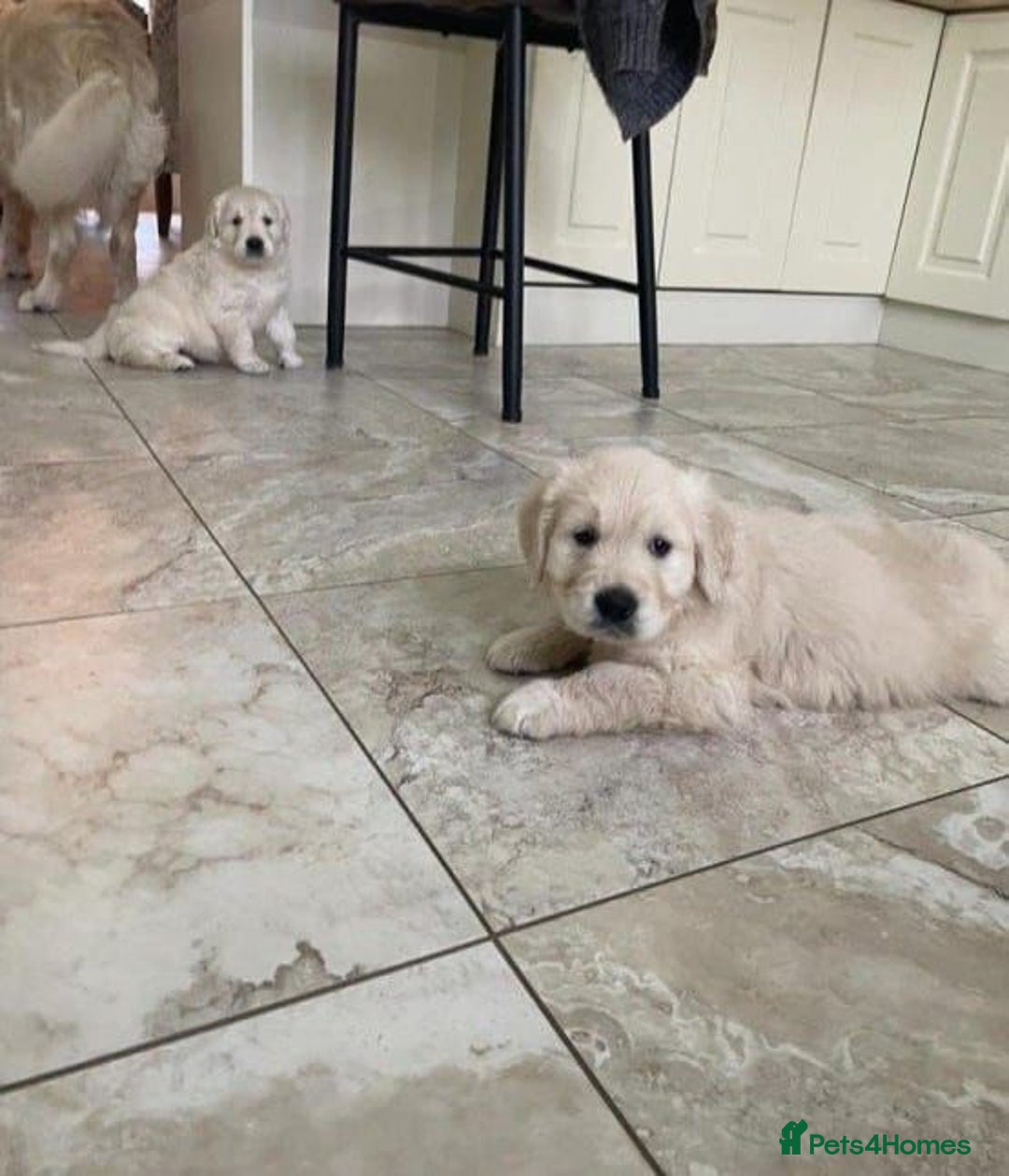 Golden Retriever dogs for sale: Beautiful chunky health checked puppies  - Image 3