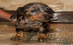 Miniature Dachshund dogs for sale: Miniature dachshund puppys - Image 6