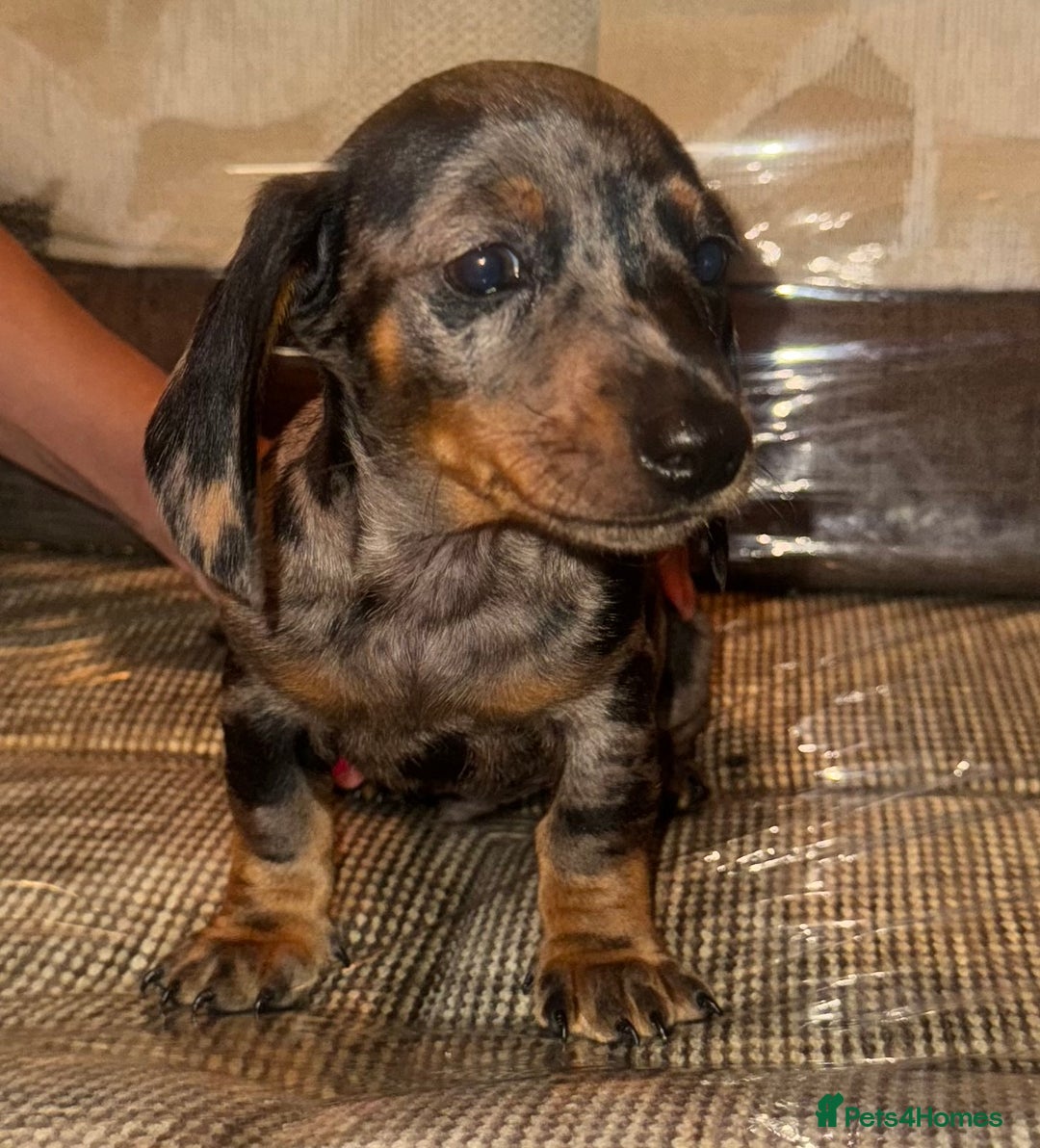Miniature Dachshund dogs for sale: Miniature dachshund puppys - Image 6