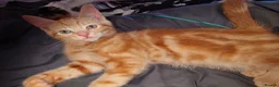 Mixed Breed cats for sale: 8 kittens for sale  - Advert 3