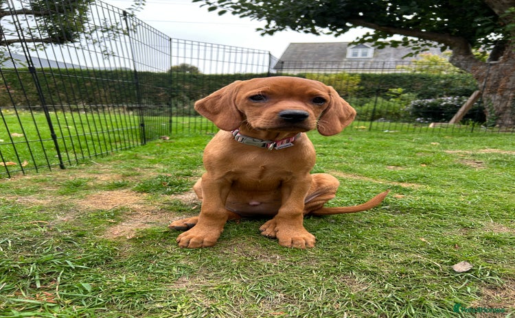 Mixed Breed dogs - Advert 8