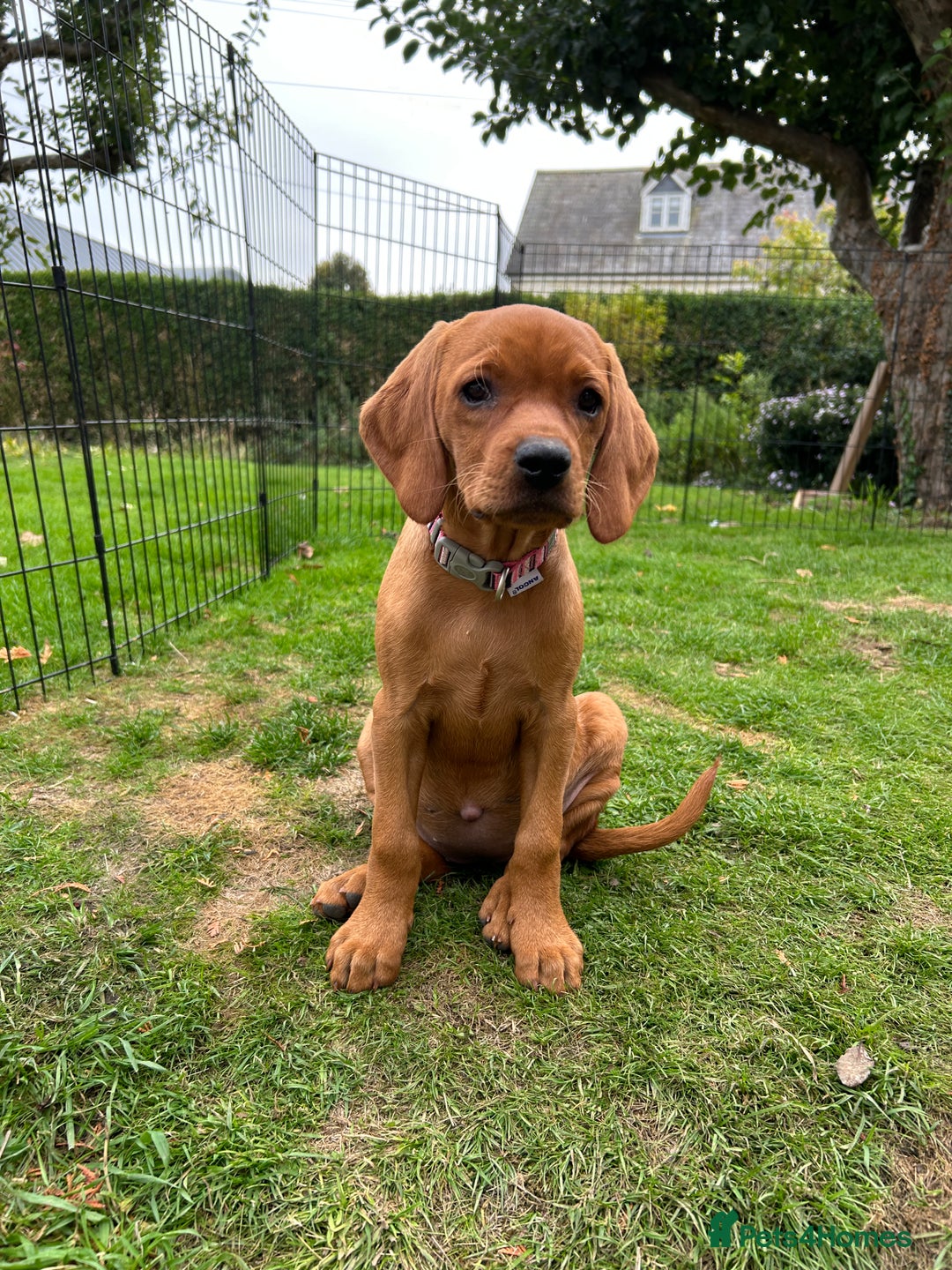 Mixed Breed dogs for sale: Beautiful Vizslador Puppy - Image 1