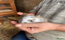 Mini Lop rabbits for sale: 3 beautiful girl baby bunnies  - Image 16