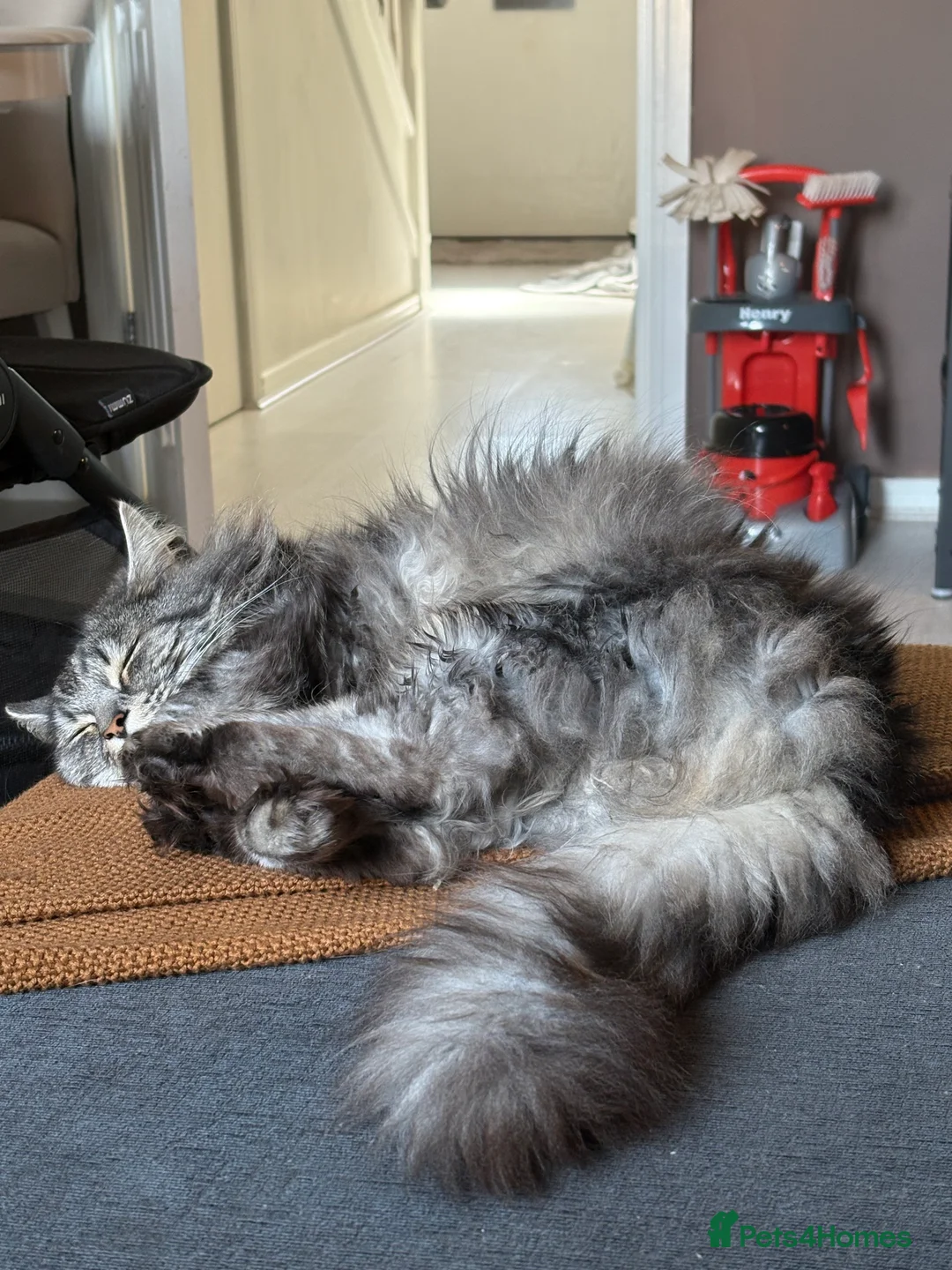 British Longhair cats for sale: Male Long haired mixed breed  - Advert 2