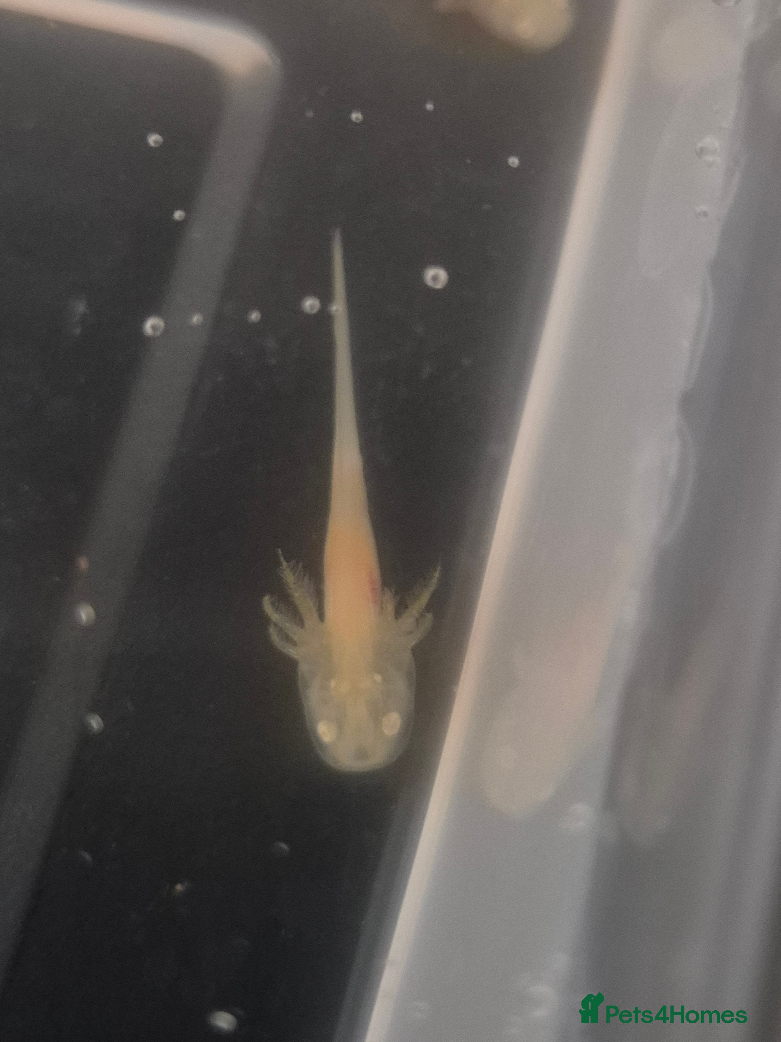 Other/Mixed Breed fish Baby Axolotls - Advert 1