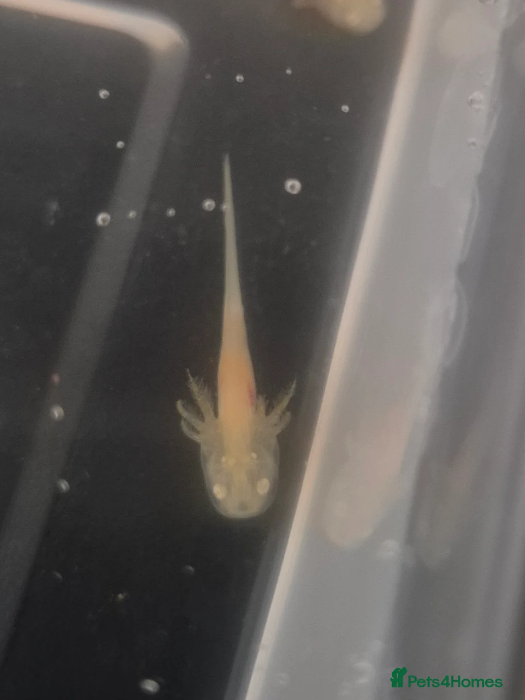 Other/Mixed Breed fish for sale: Baby Axolotls in Spalding - Advert 1