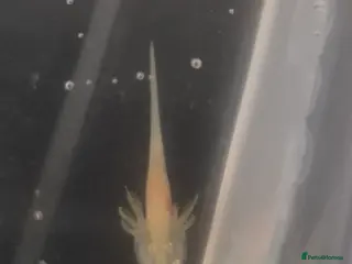 Other/Mixed Breed fish Baby Axolotls - Advert 1