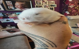 Lionhead rabbits for sale: 4 baby Lionhead rabbits - Advert 35