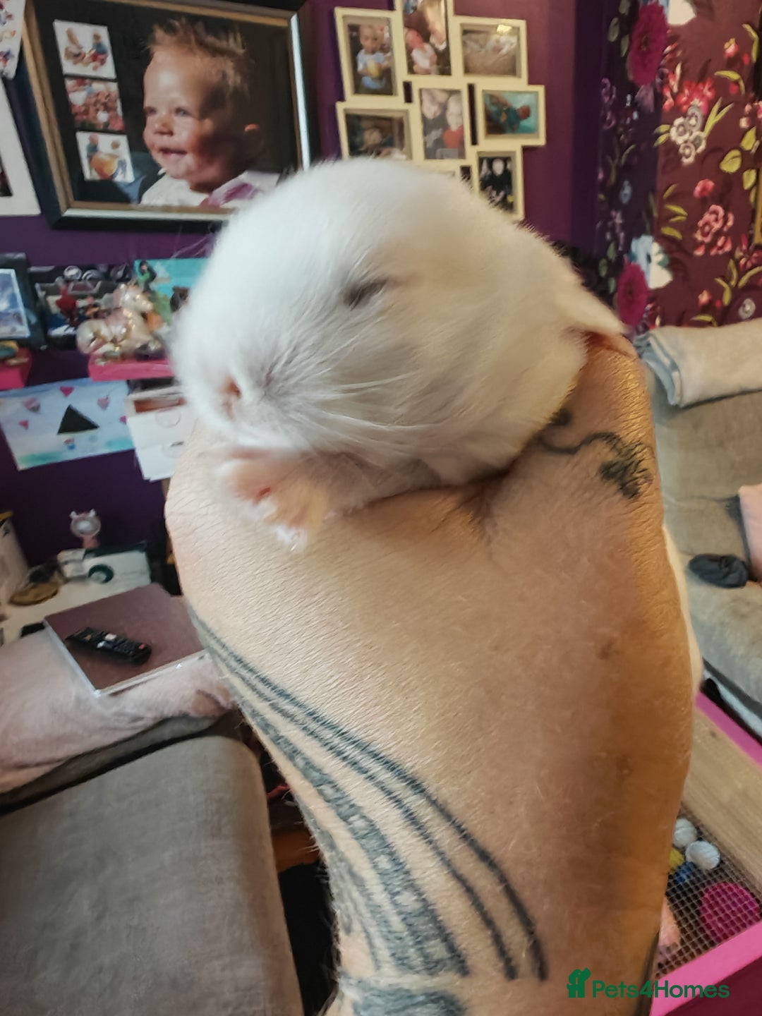 Lionhead rabbits for sale: 4 baby Lionhead rabbits - Advert 35