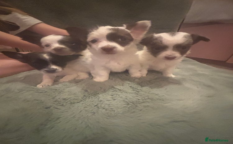 Mixed Breed dogs - Advert 6