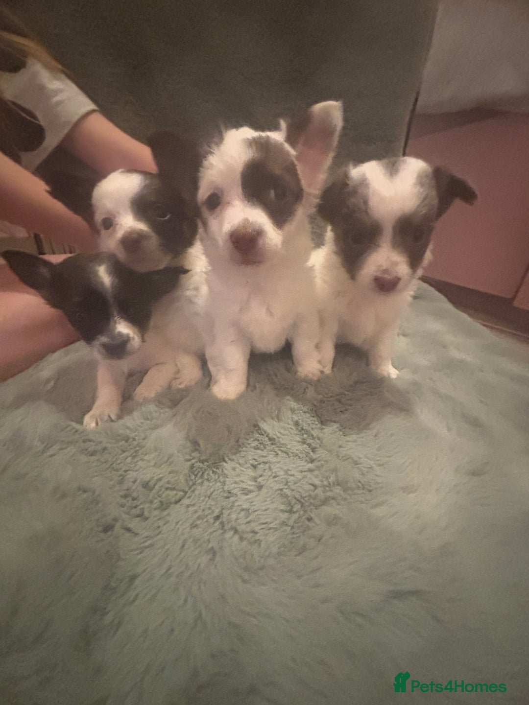 Mixed Breed dogs for sale: Miniature chihuahua X Jack russell puppies  - Image 2