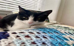 Mixed Breed cats for sale: Very sweet and gentle little kitten  - Image 2