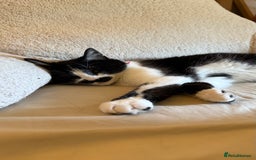Domestic Shorthair cats for sale: Siblings looking for loving home - Image 13