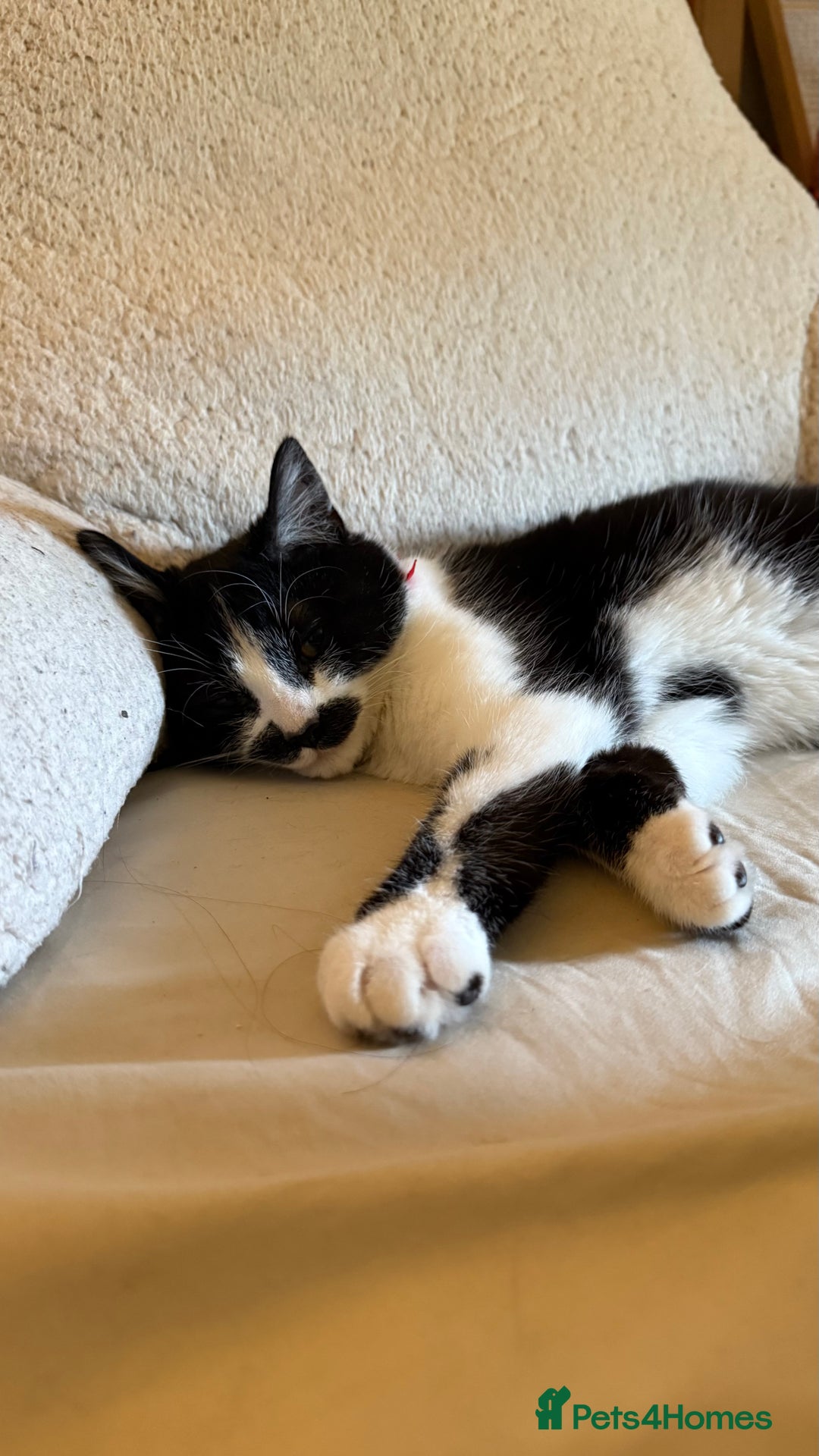 Domestic Shorthair cats for sale: Siblings looking for loving home - Image 13